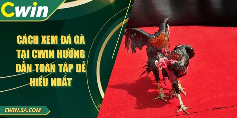 Cách Xem Đá Gà Tại Cwin Hướng Dẫn Toàn Tập Dễ Hiểu Nhất