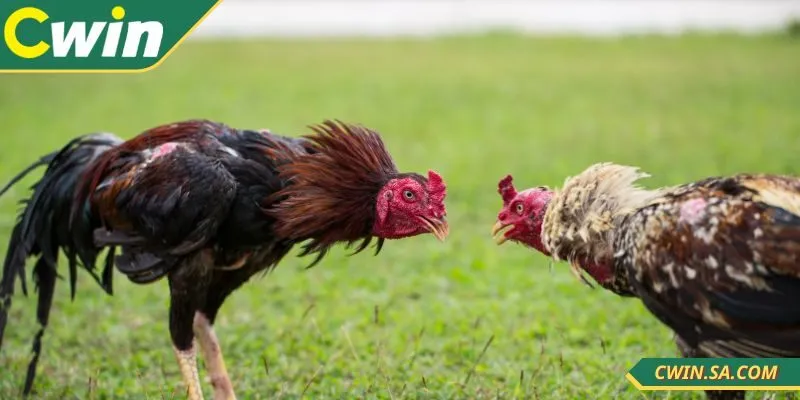 Nắm ngay các mẹo khi xem đá gà tại nhà cái