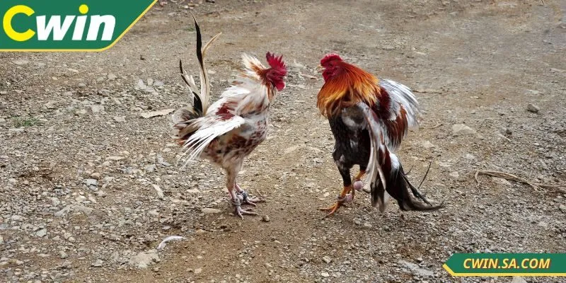 Cách xem đá gà tại CWIN được nhiều người quan tâm