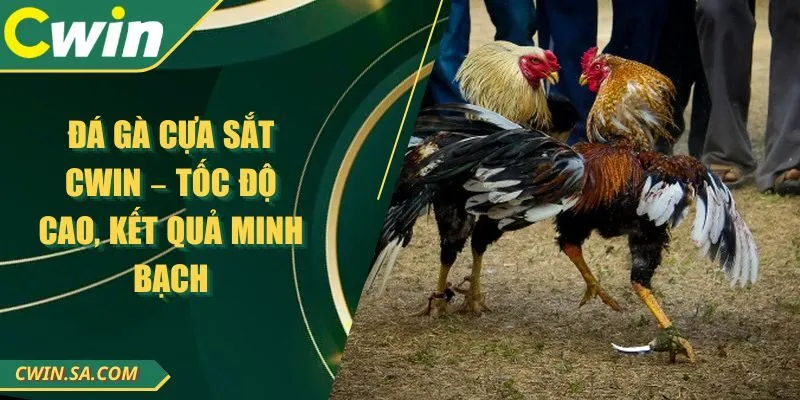 Đá Gà Cựa Sắt CWIN – Tốc Độ Cao, Kết Quả Minh Bạch