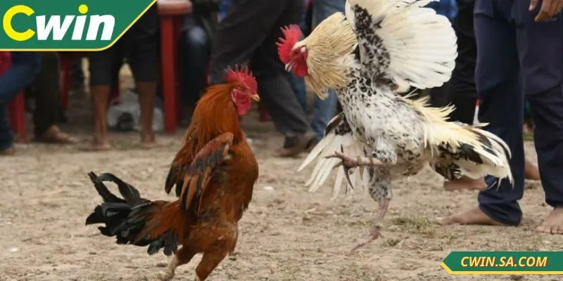 Đá Gà Thomo Tại CWIN - Sới Trực Tiếp Chuẩn Xác Mỗi Ngày 3 Các kèo cược được thiết kế đầy kịch tính, trả thưởng lớn