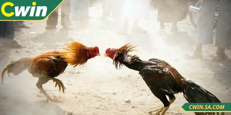 Đá Gà Thomo Tại CWIN - Sới Trực Tiếp Chuẩn Xác Mỗi Ngày 4 Chiến kê được kiểm tra trước khi tham gia thi đấu