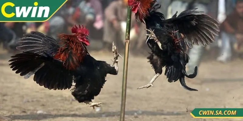 Đá Gà Thomo Tại CWIN - Sới Trực Tiếp Chuẩn Xác Mỗi Ngày 2 Đá gà Thomo tại CWIN phát sóng uy tín, chuẩn xác