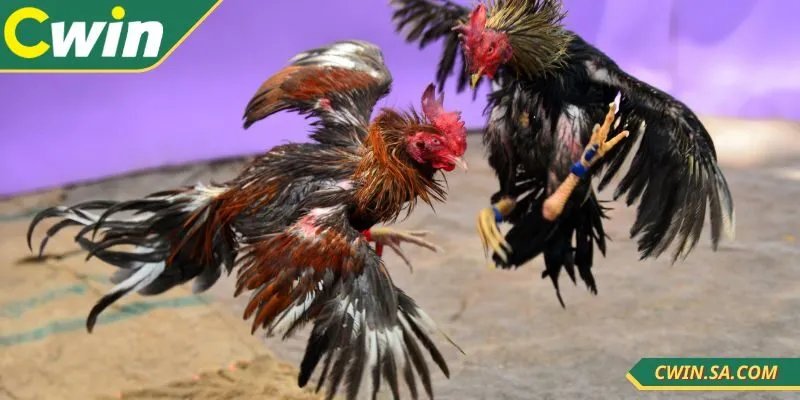 Kinh Nghiệm Đá Gà Cwin Hiệu Quả Giúp Thắng Nhanh 4 Nên tận dụng khuyến mãi hợp lý