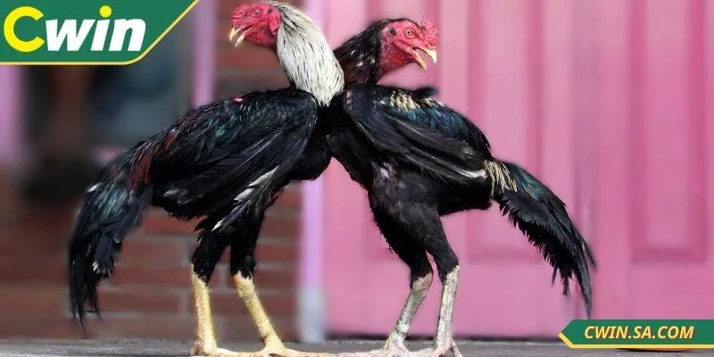 Kinh Nghiệm Đá Gà Cwin Hiệu Quả Giúp Thắng Nhanh 2 Nắm được kinh nghiệm đá gà CWIN với nhiều lợi ích